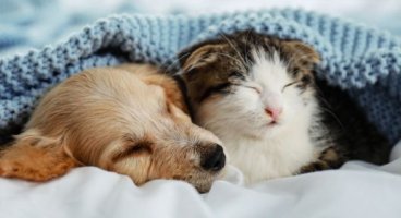 Patili Dostlarla Temizlik