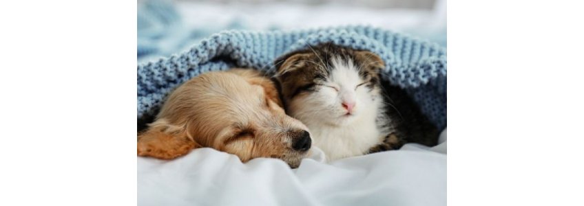 Patili Dostlarla Temizlik