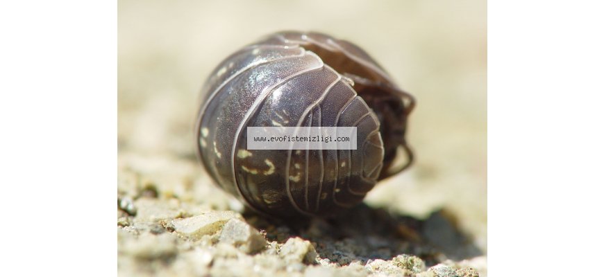 İstanbul İlaçlama Hizmeti