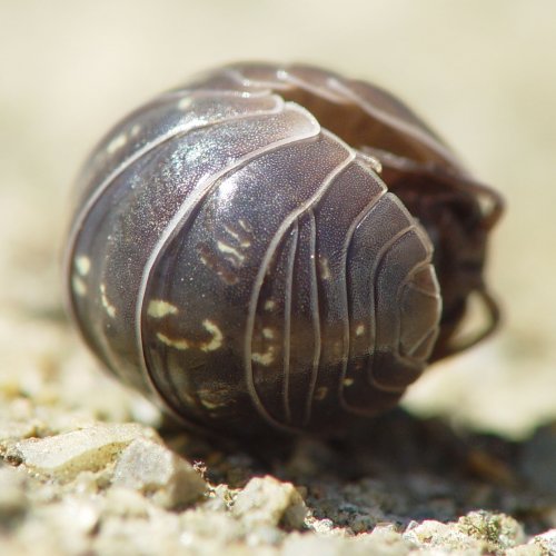 İstanbul İlaçlama Hizmeti